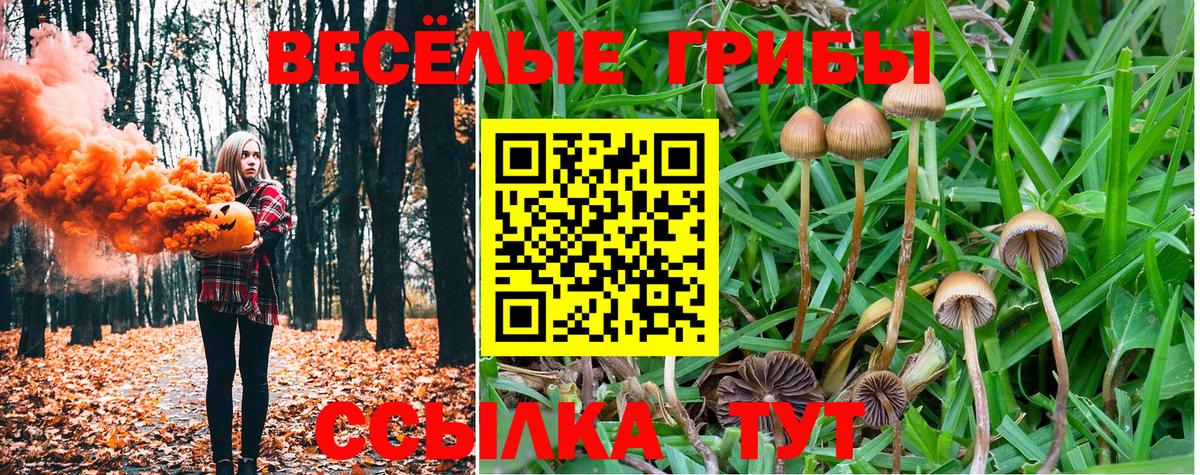 Кировск  Псилоцибиновые грибы MAGIC MUSHROOMS  Вход с VPN 